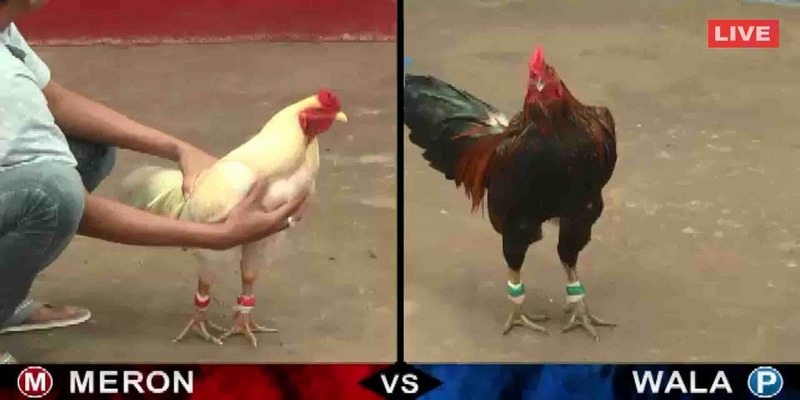 Đá Gà Casino là hình thức chơi cực kỳ phổ biến