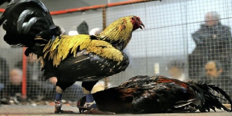 Tận hưởng cá cược Đá Gà siêu hấp dẫn được trực tiếp