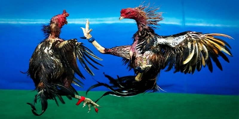 Chia sẻ một số mẹo chơi đá gà hiệu quả từ cao thủ