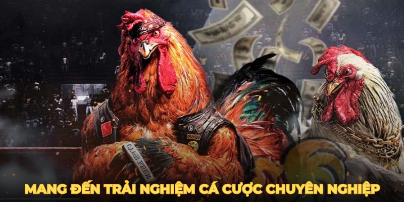 Sảnh chơi mang đến trải nghiệm cá cược chuyên nghiệp và đẳng cấp